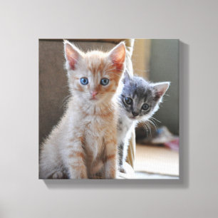 Impressão Em Tela Gatinhos curiosos