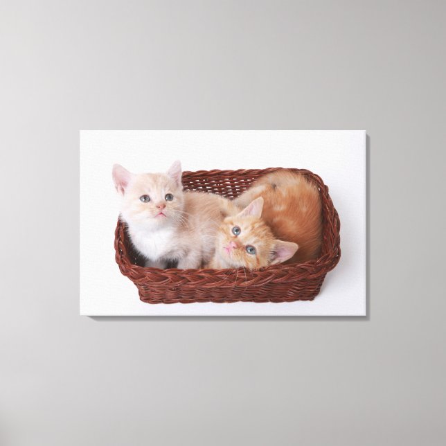 Impressão Em Tela Gatinhos no cesto (Frente)