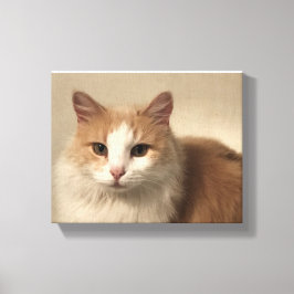 Impressão Em Tela Gato