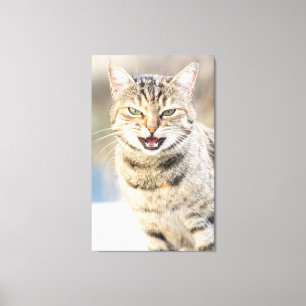Impressão Em Tela Gato bonito