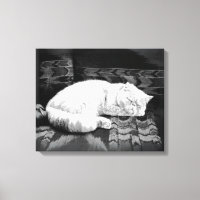 Gato Branca de Dormir Persa