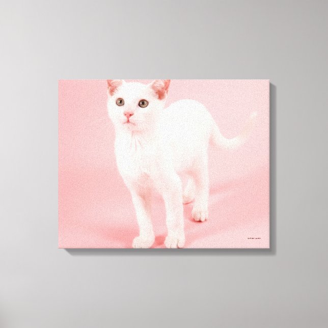 Impressão Em Tela Gato branco jovem 2 (Frente)