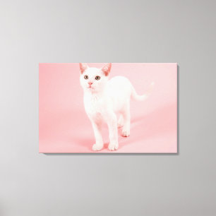 Impressão Em Tela Gato branco novo 2