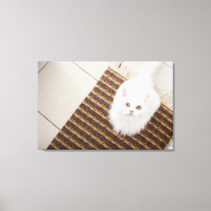 Impressão Em Tela Gato branco que senta-se na esteira