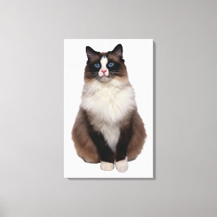 Impressão Em Tela Gato de Ragdoll