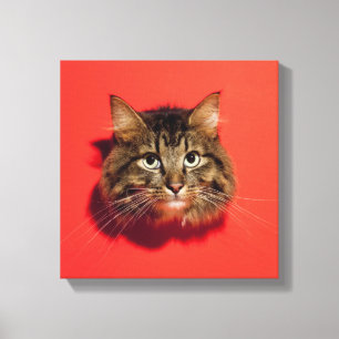 Impressão Em Tela Gato de Saiberian