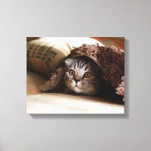 Gato escocês castanho dobrado em cobertor castanho