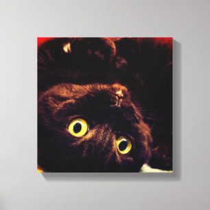 Impressão Em Tela Gato Gato Gato de Maçkkin com Dobro Escocês