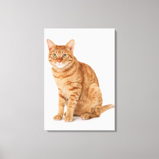 Impressão Em Tela Gato Japonês 6 (Frente)