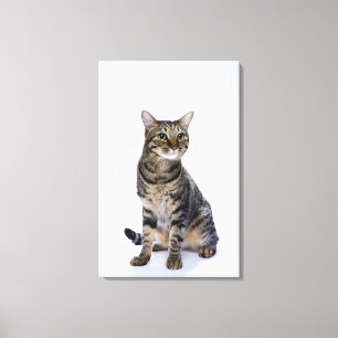 Impressão Em Tela Gato japonês no fundo branco