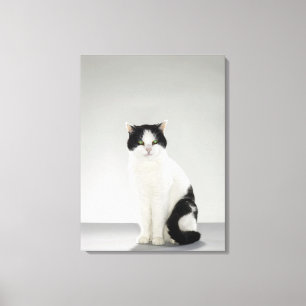 Impressão Em Tela Gato preto e branco com os olhos verdes de