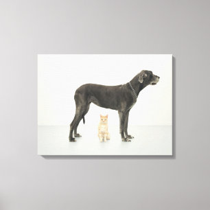 Impressão Em Tela Gato que senta-se abaixo de great dane