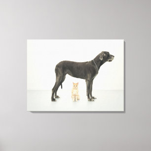 Impressão Em Tela Gato que senta-se abaixo de great dane