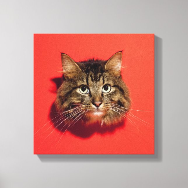 Impressão Em Tela gato Saiberian (Frente)