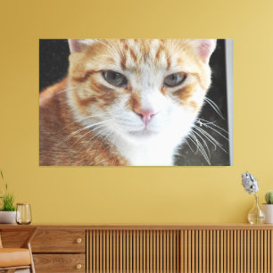 Impressão Em Tela Gato sem-teto atrás da janela .