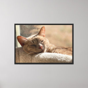 Impressão Em Tela Gato Tabby Gengibre Adormecido Arte de Gato Pacífi
