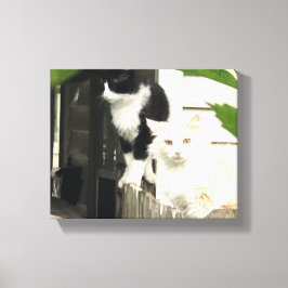 Impressão Em Tela Gatos