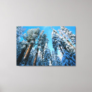 Impressão Em Tela Gelo e neve   Sequoia National Park, Califórnia