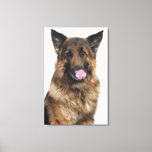 Impressão Em Tela German shepherd
