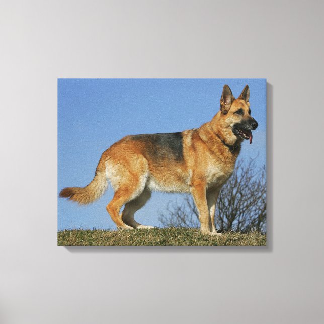 Impressão Em Tela German shepherd 2 De Cabelo Longo Marrom (Frente)