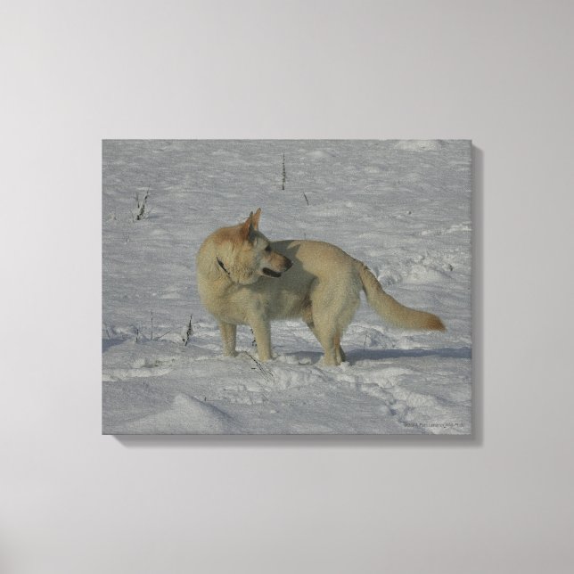 Impressão Em Tela German shepherd branco na neve (Frente)