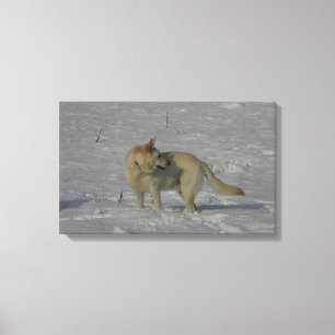 Impressão Em Tela German shepherd branco na neve