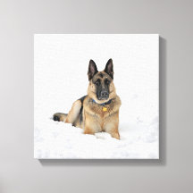 German shepherd Cão na Tela de Neve