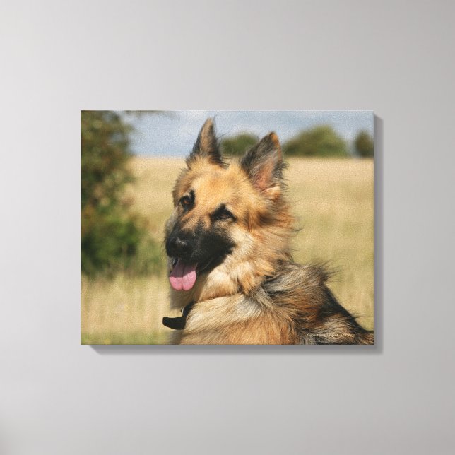 Impressão Em Tela German shepherd com a língua para fora (Frente)