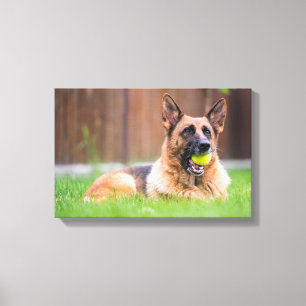 Impressão Em Tela German shepherd Com Bola De Tênis