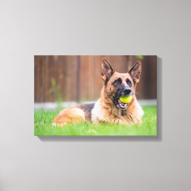 Impressão Em Tela German shepherd Com Bola De Tênis (Frente)