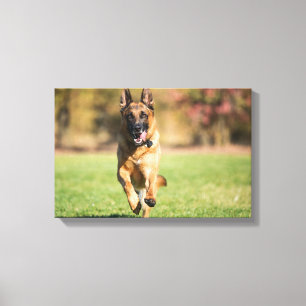 Impressão Em Tela German shepherd em execução