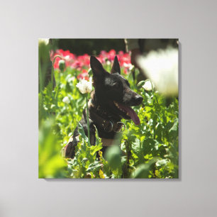 Impressão Em Tela German shepherd em um campo