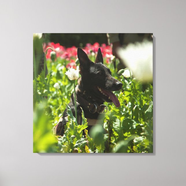Impressão Em Tela German shepherd em um campo (Frente)