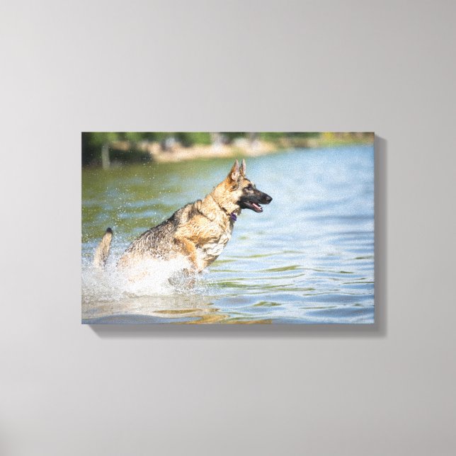Impressão Em Tela German shepherd Passa Para A Água (Frente)