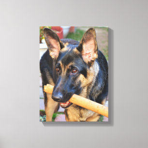 Impressão Em Tela German shepherd por Shirley Taylor