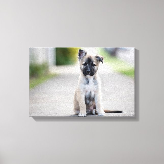 Impressão Em Tela German shepherd Puppy no caminho (Frente)