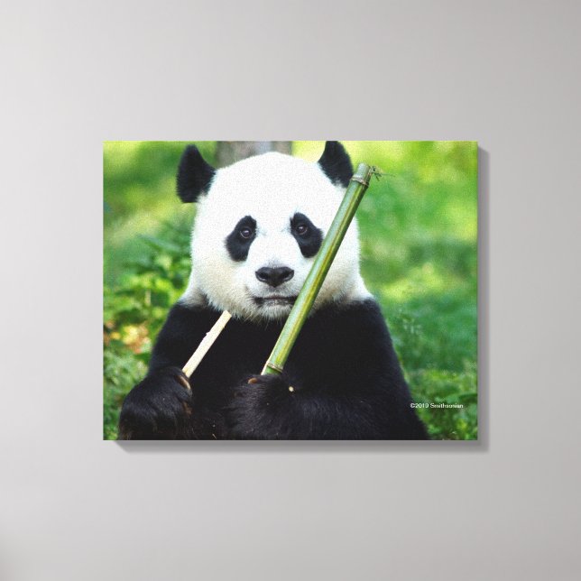 Impressão Em Tela Giant Panda Holding Bamboo (Frente)