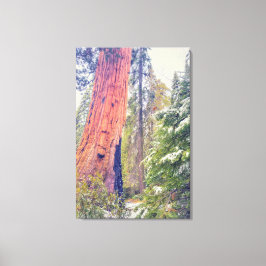 Impressão Em Tela Giant Sequoia