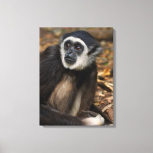 Impressão Em Tela Gibão-de-mãos-brancas (Hylobates Lar), Monkeyland