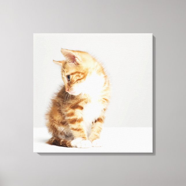 Impressão Em Tela Ginger Kitten (Frente)