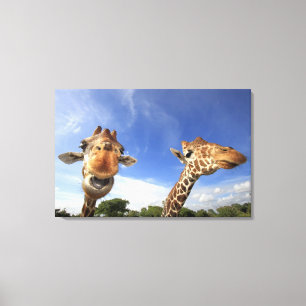 Impressão Em Tela Girafa Reticulated (camelopardalis do Giraffa)
