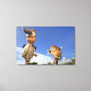 Impressão Em Tela Girafa Reticulated (camelopardalis do Giraffa) 2