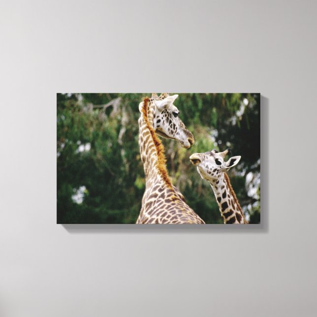 Impressão Em Tela Girafas (Frente)
