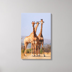 Impressão Em Tela Girafas