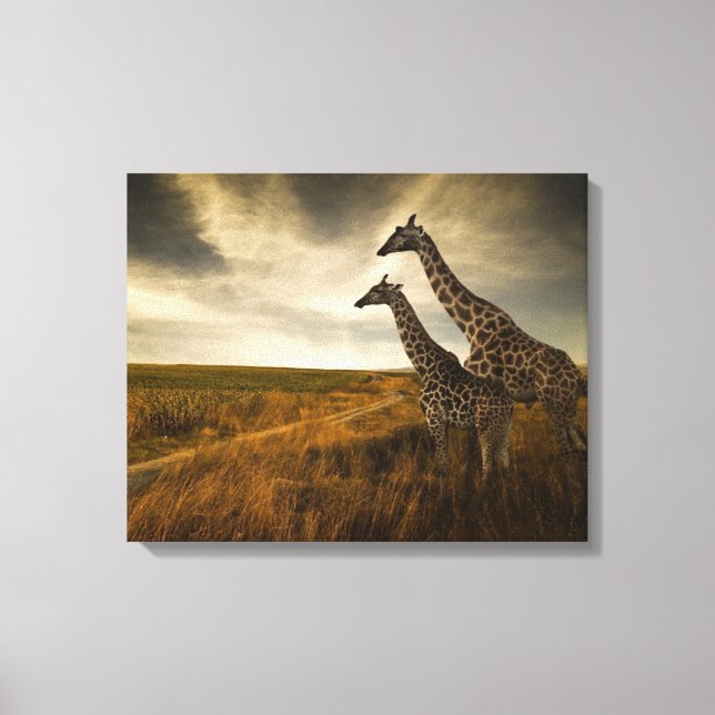 Impressão Em Tela Girafas e a paisagem (Frente)