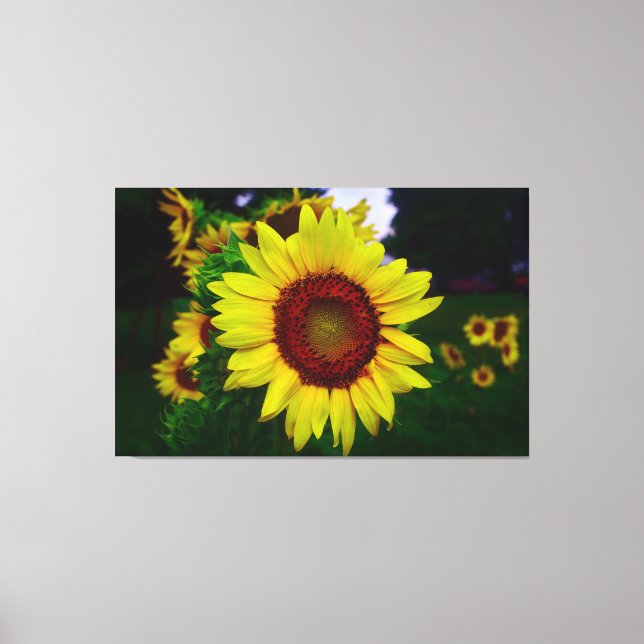 Impressão Em Tela Girassol (Frente)