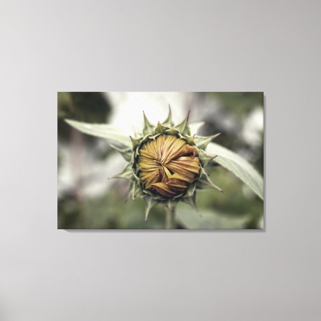 Impressão Em Tela Girassol amarelo com pétalas fechadas (Frente)