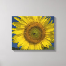 Girassol Amarelo e Céu Azul