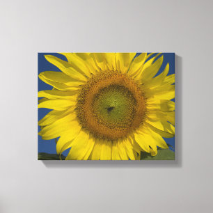 Impressão Em Tela Girassol amarelo e céu azul
