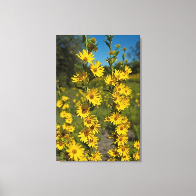 Impressão Em Tela Girassol de Maximilian (Helianthus Maximiliani) (Frente)